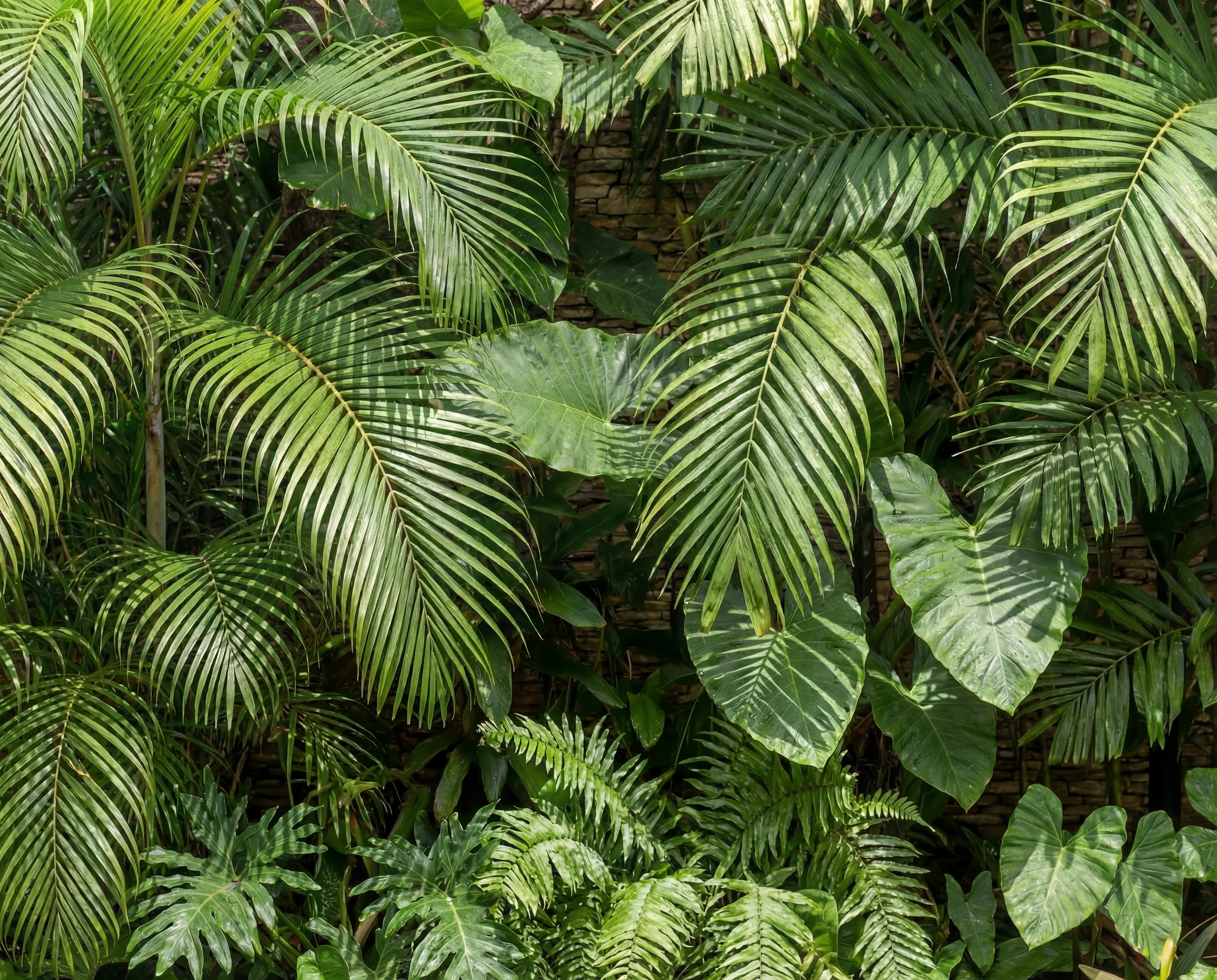 Parede de vegetação tropical: folhas de palmeira, folhas largas de costela-de-adão e samambaias.