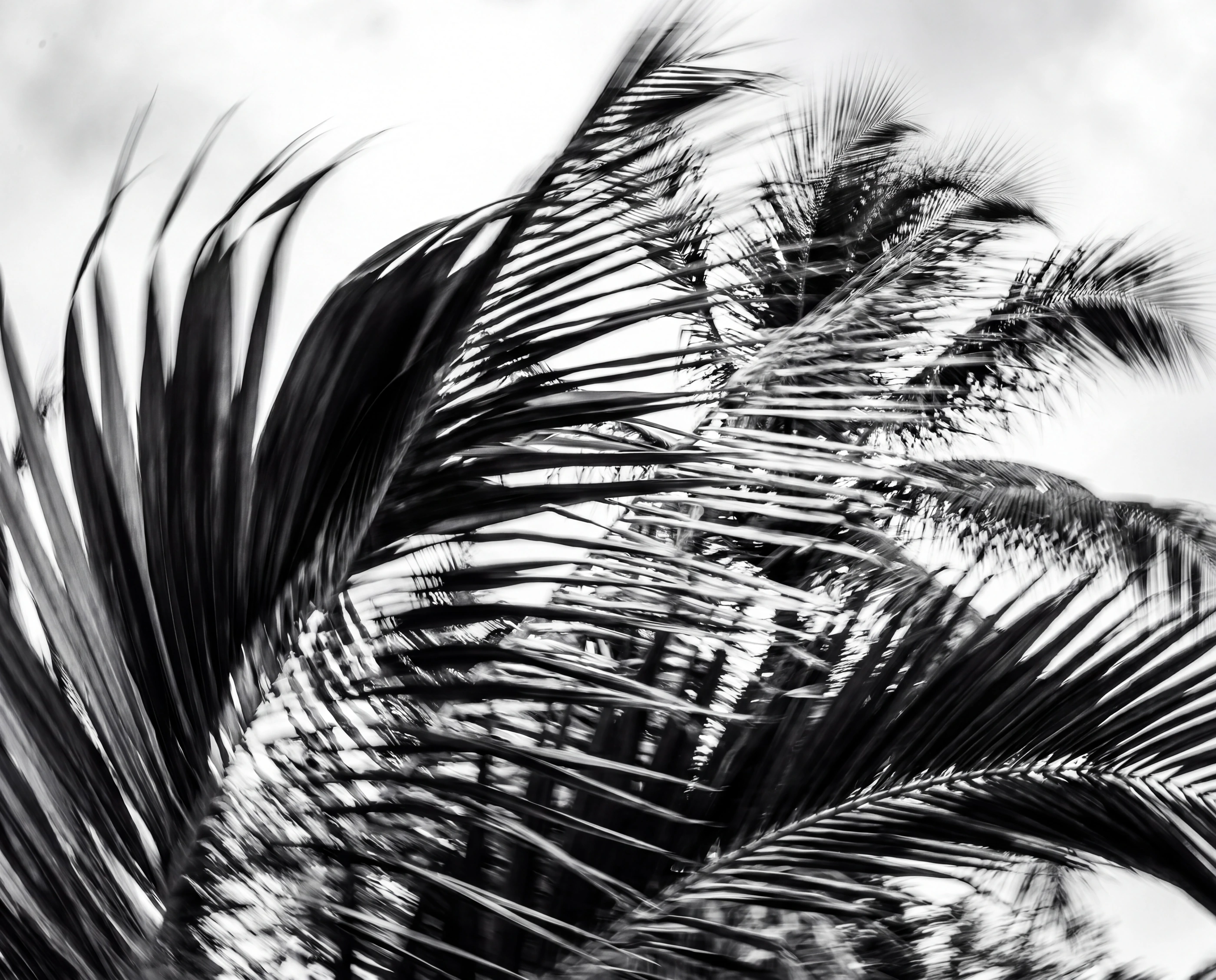 Fotografia em preto e branco do cotidiano de Jericoacoara.